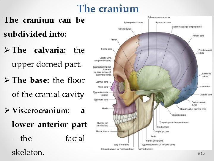 The cranium can be subdivided into: Ø The calvaria: the upper domed part. Ø