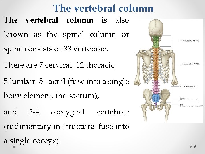 The vertebral column is also known as the spinal column or spine consists of
