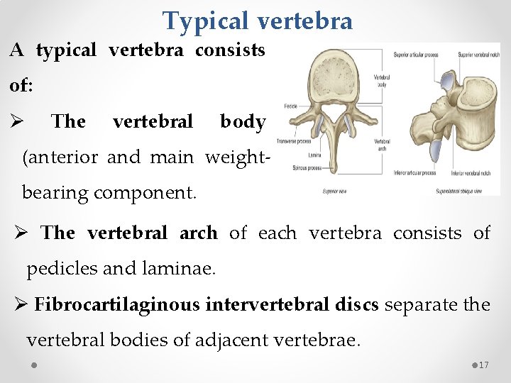 Typical vertebra A typical vertebra consists of: Ø The vertebral body (anterior and main