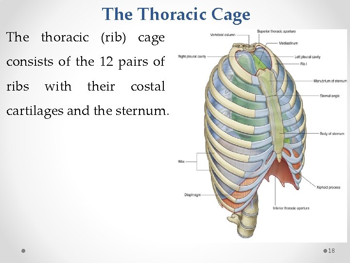 The Thoracic Cage The thoracic (rib) cage consists of the 12 pairs of ribs