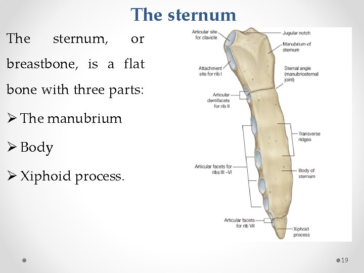 The sternum, or breastbone, is a flat bone with three parts: Ø The manubrium