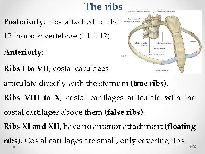 The ribs Posteriorly: ribs attached to the 12 thoracic vertebrae (T 1–T 12). Anteriorly: