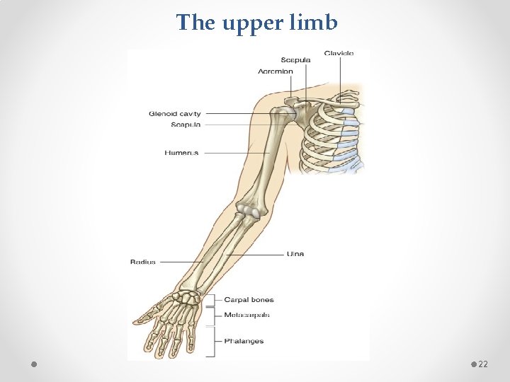 The upper limb 22 