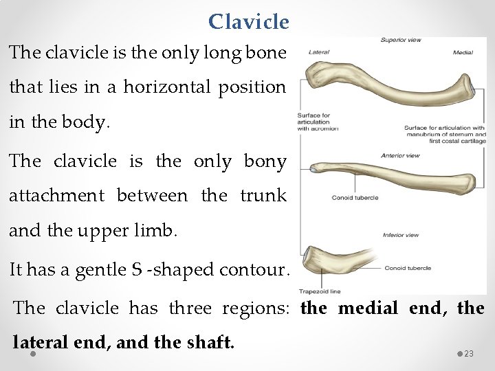 Clavicle The clavicle is the only long bone that lies in a horizontal position