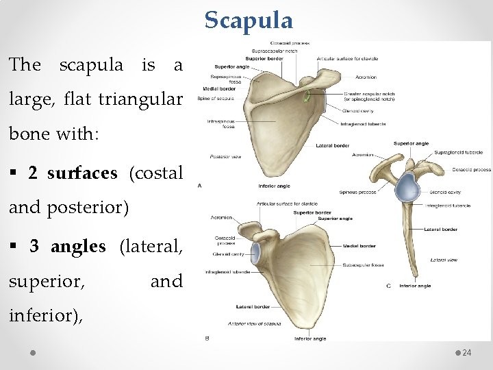 Scapula The scapula is a large, flat triangular bone with: § 2 surfaces (costal