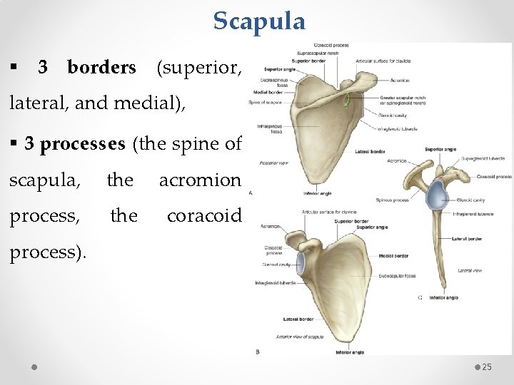 Scapula § 3 borders (superior, lateral, and medial), § 3 processes (the spine of