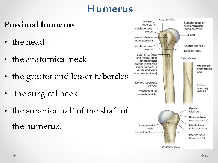 Humerus Proximal humerus • the head • the anatomical neck • the greater and