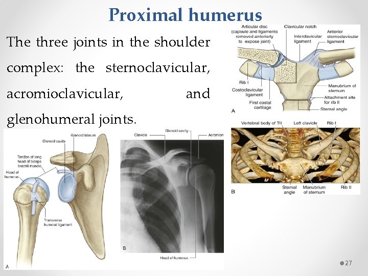 Proximal humerus The three joints in the shoulder complex: the sternoclavicular, acromioclavicular, and glenohumeral