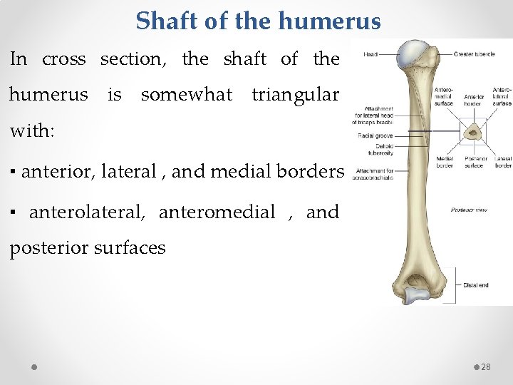 Shaft of the humerus In cross section, the shaft of the humerus is somewhat