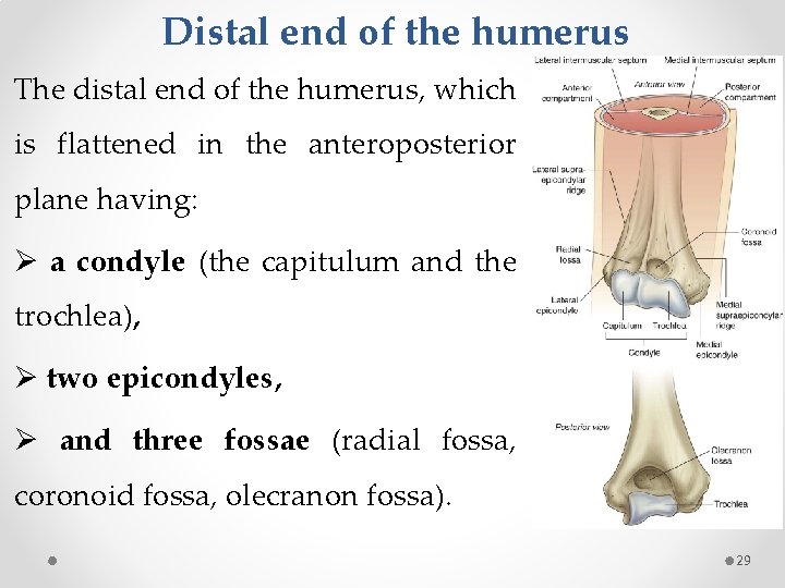 Distal end of the humerus The distal end of the humerus, which is flattened