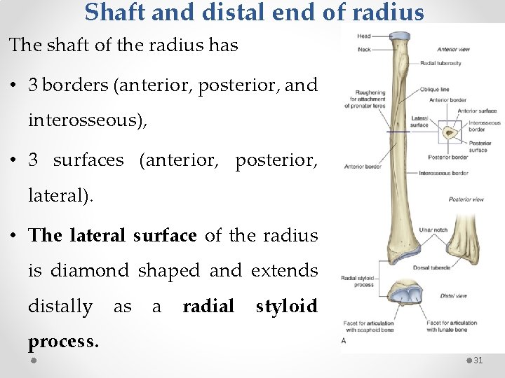 Shaft and distal end of radius The shaft of the radius has • 3