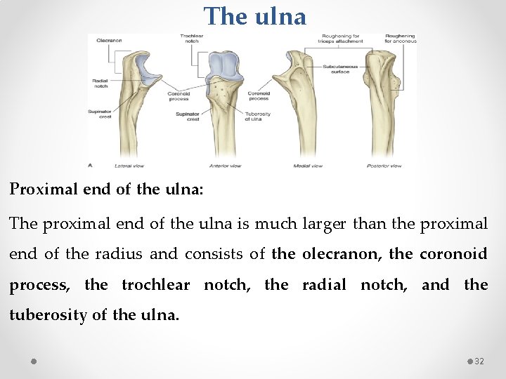 The ulna Proximal end of the ulna: The proximal end of the ulna is