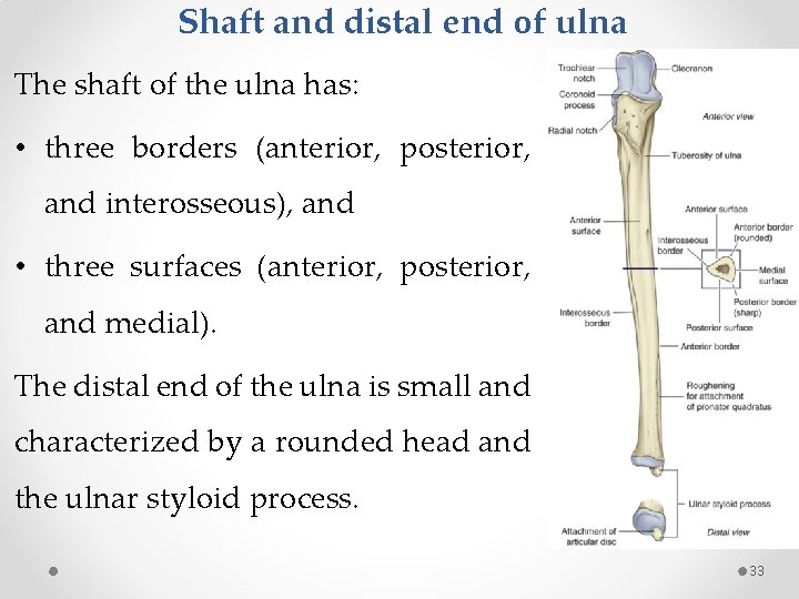 Shaft and distal end of ulna The shaft of the ulna has: • three