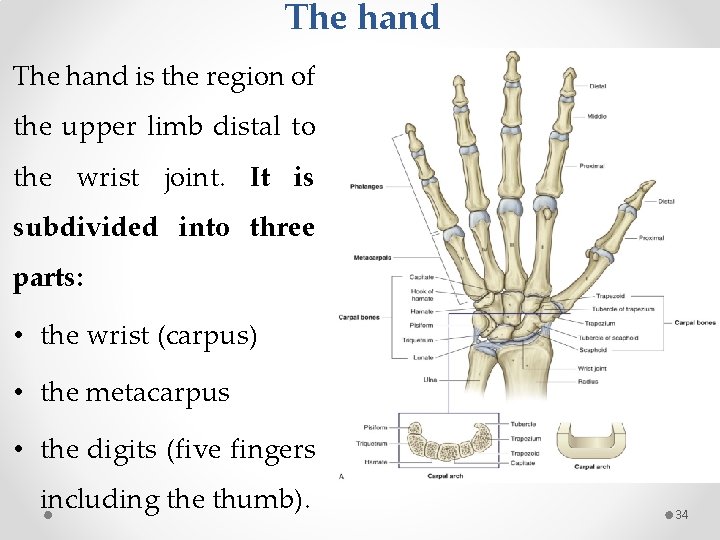 The hand is the region of the upper limb distal to the wrist joint.