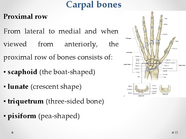 Carpal bones Proximal row From lateral to medial and when viewed from anteriorly, the
