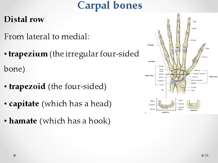 Carpal bones Distal row From lateral to medial: ▪ trapezium (the irregular four-sided bone)