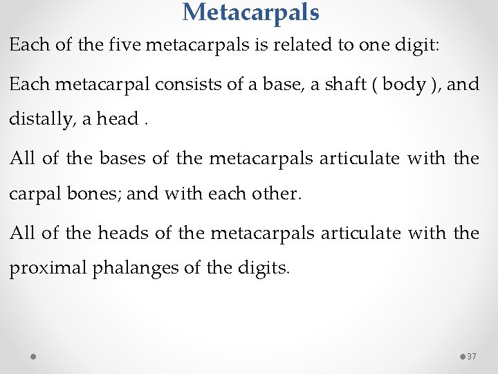 Metacarpals Each of the five metacarpals is related to one digit: Each metacarpal consists