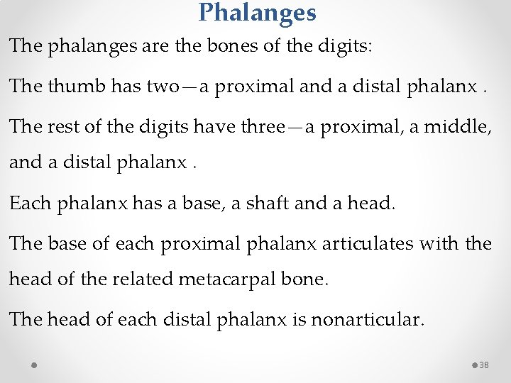 Phalanges The phalanges are the bones of the digits: The thumb has two—a proximal