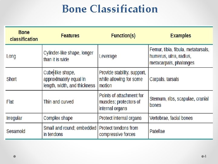 Bone Classification 4 