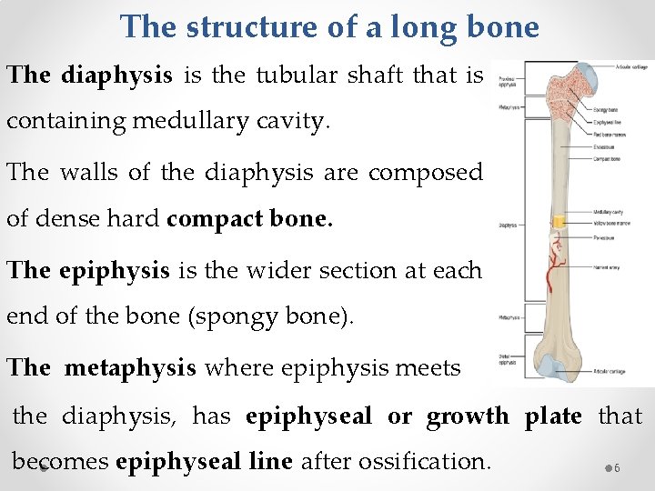 The structure of a long bone The diaphysis is the tubular shaft that is