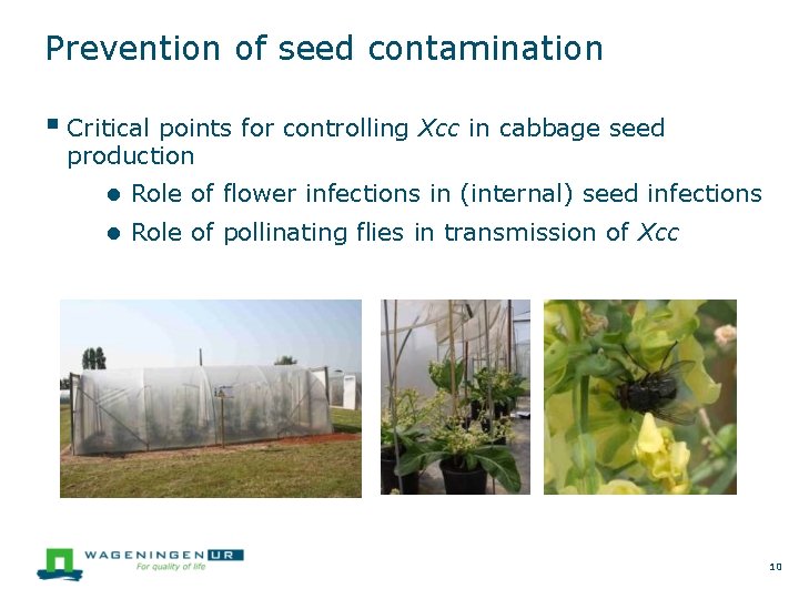 Prevention of seed contamination Critical points for controlling Xcc in cabbage seed production ●