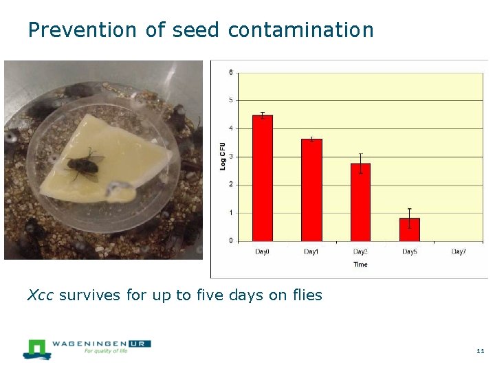 Prevention of seed contamination Xcc survives for up to five days on flies 11