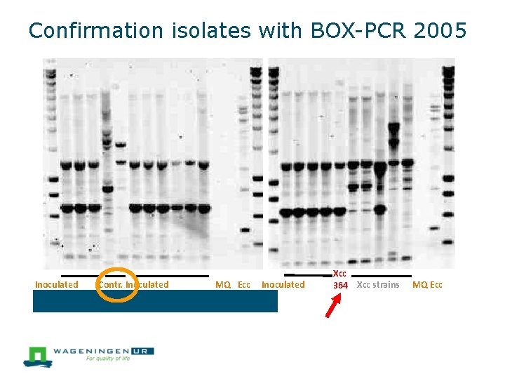 Confirmation isolates with BOX-PCR 2005 Inoculated Contr. Inoculated MQ Ecc Inoculated Strain used for