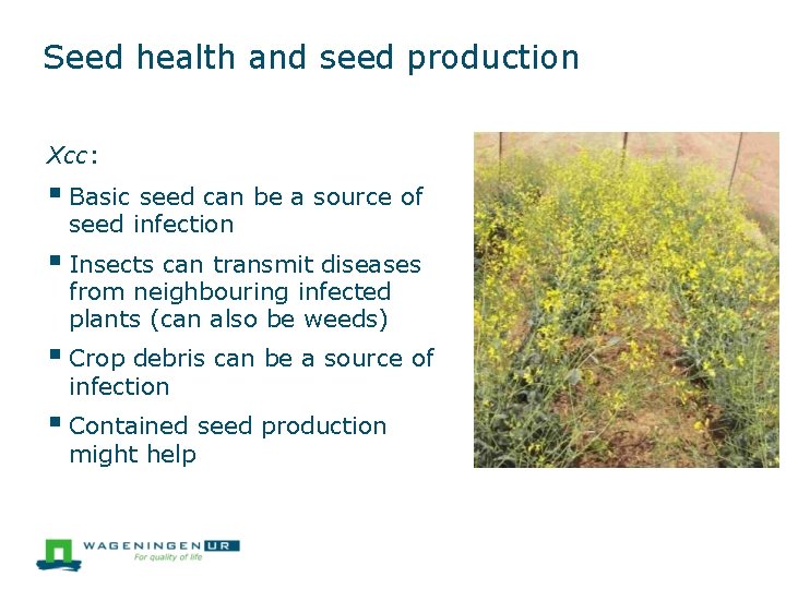 Seed health and seed production Xcc: Basic seed can be a source of seed