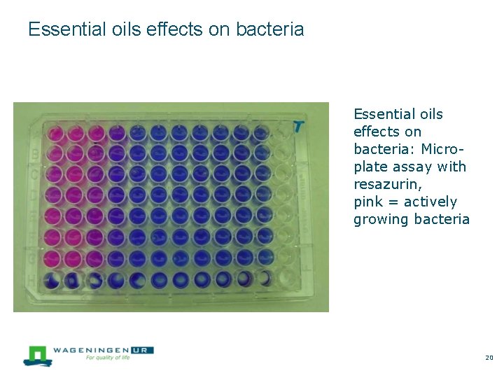 Essential oils effects on bacteria: Microplate assay with resazurin, pink = actively growing bacteria