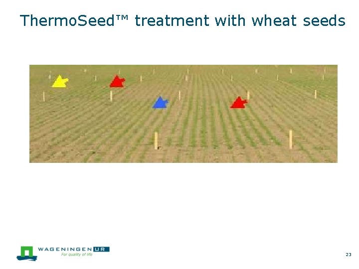 Thermo. Seed™ treatment with wheat seeds 23 