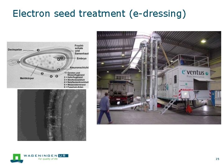 Electron seed treatment (e-dressing) 25 