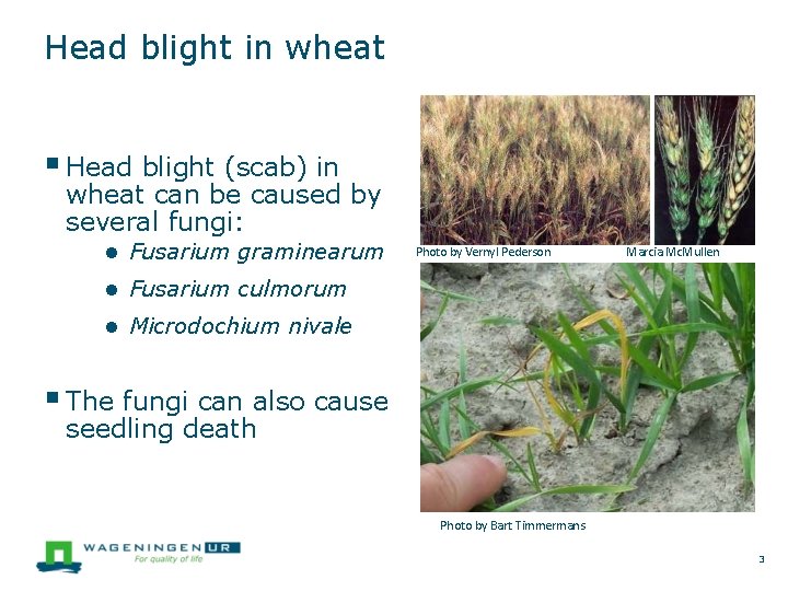 Head blight in wheat Head blight (scab) in wheat can be caused by several