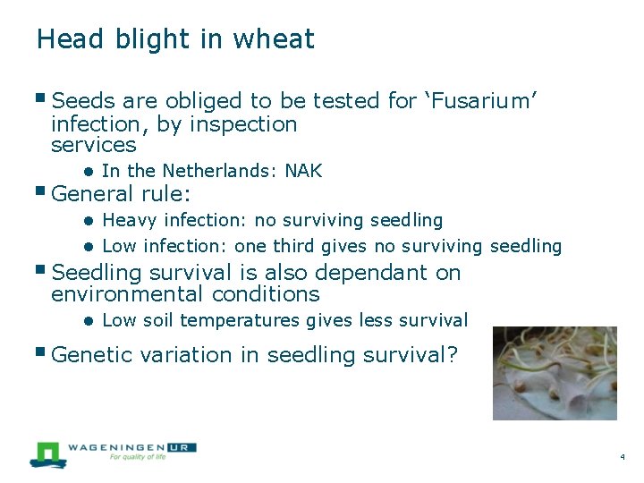 Head blight in wheat Seeds are obliged to be tested for ‘Fusarium’ infection, by