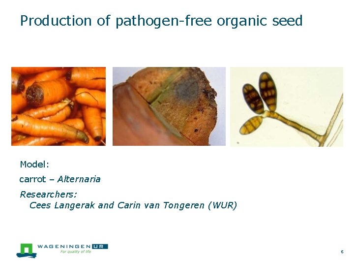 Production of pathogen-free organic seed Model: carrot – Alternaria Researchers: Cees Langerak and Carin