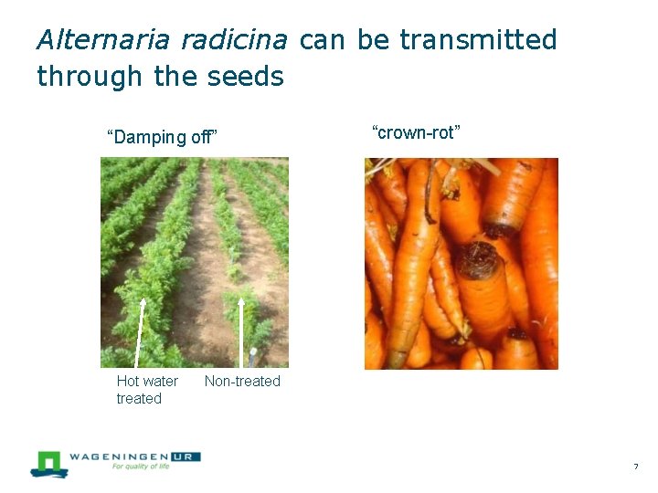 Alternaria radicina can be transmitted through the seeds “Damping off” Hot water treated “crown-rot”