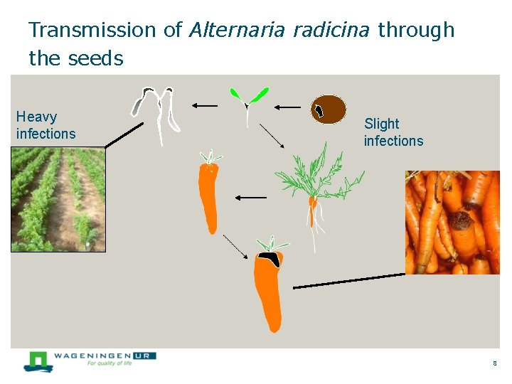 Transmission of Alternaria radicina through the seeds Heavy infections Slight infections 8 