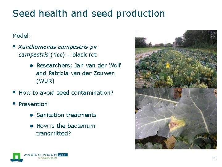 Seed health and seed production Model: Xanthomonas campestris pv campestris (Xcc) – black rot