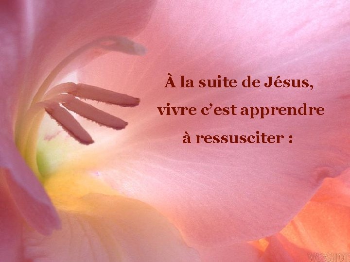 À la suite de Jésus, vivre c’est apprendre à ressusciter : 