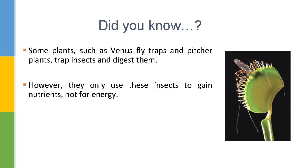 Did you know…? § Some plants, such as Venus fly traps and pitcher plants,