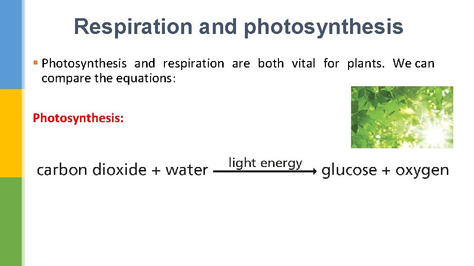 Respiration and photosynthesis § Photosynthesis and respiration are both vital for plants. We can