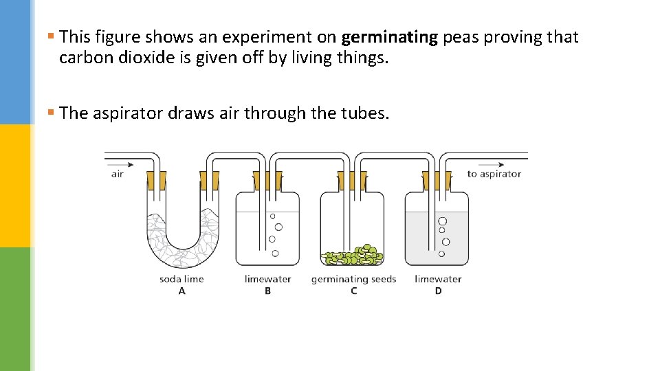 § This figure shows an experiment on germinating peas proving that carbon dioxide is