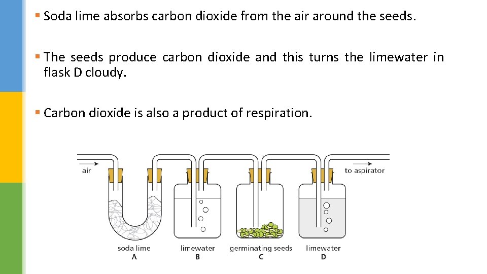 § Soda lime absorbs carbon dioxide from the air around the seeds. § The