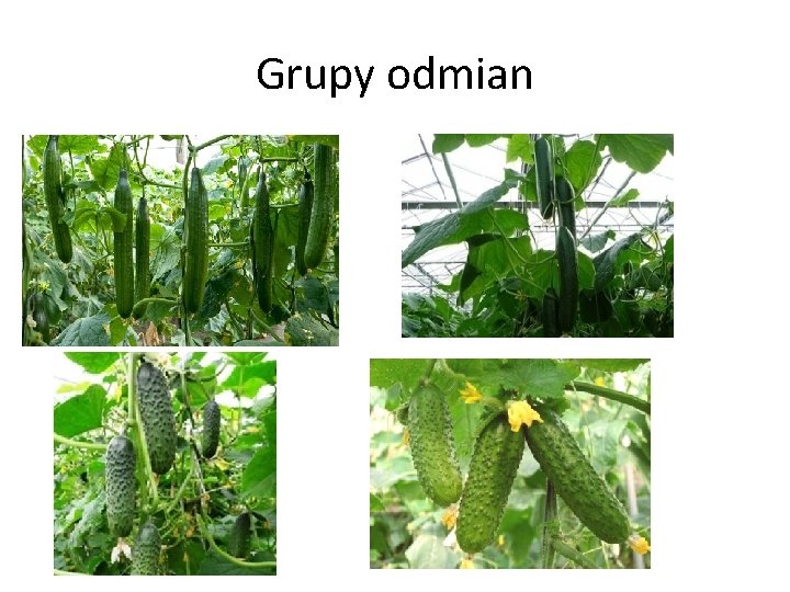 Grupy odmian 
