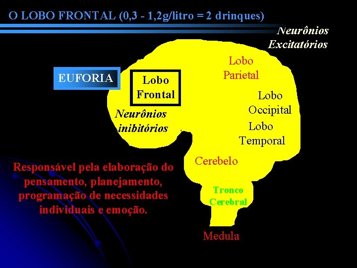 O LOBO FRONTAL (0, 3 - 1, 2 g/litro = 2 drinques) Neurônios Excitatórios