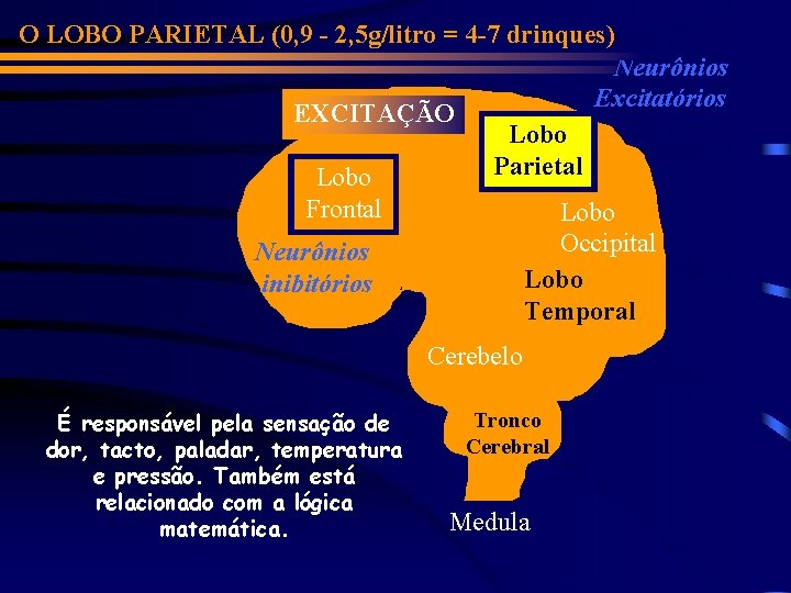 O LOBO PARIETAL (0, 9 - 2, 5 g/litro = 4 -7 drinques) Neurônios
