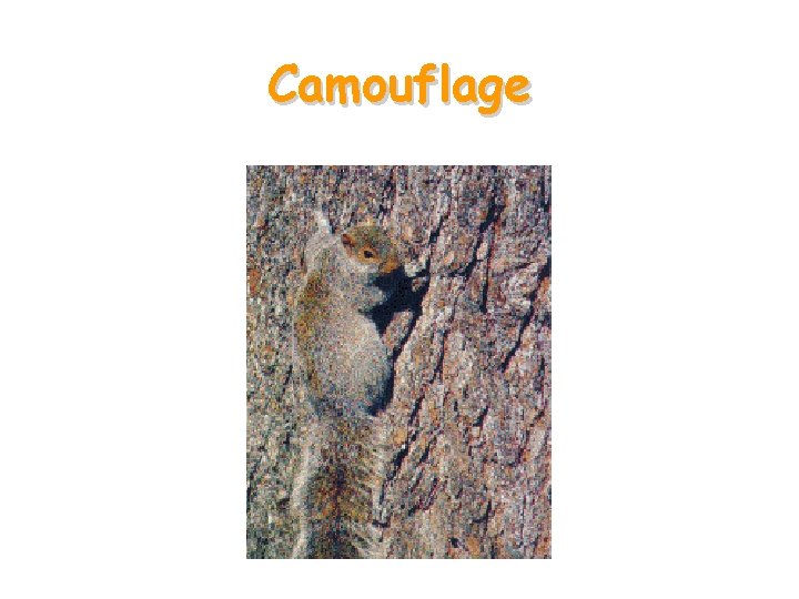 Camouflage 