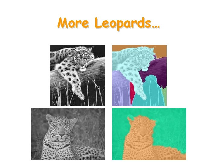 More Leopards… 