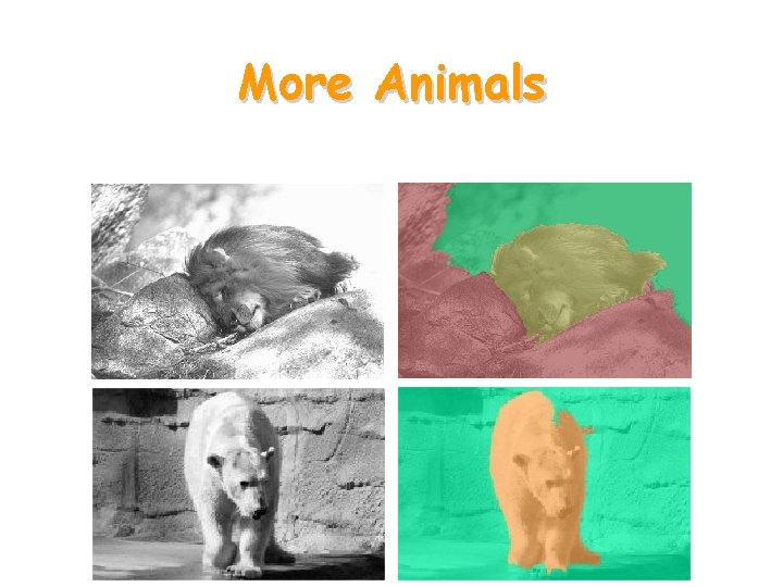 More Animals 