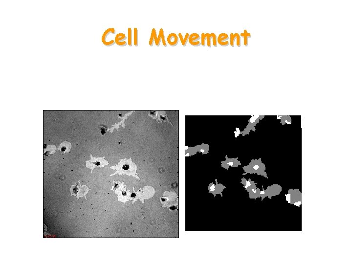 Cell Movement 