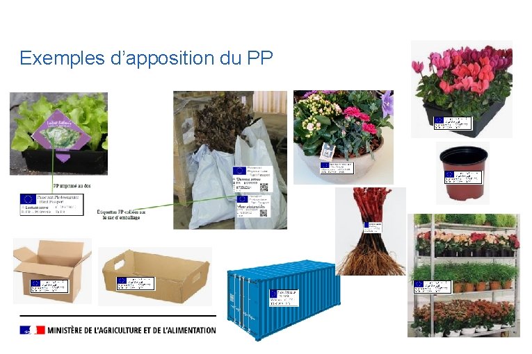 Exemples d’apposition du PP 